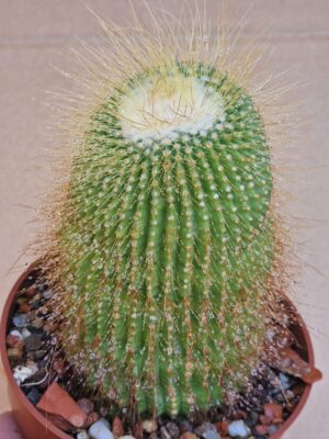 20260607_095154 Notocactus leninghausii v minor
