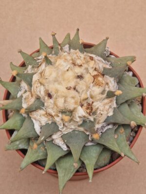 20260609_163922 Ariocarpus furfuraceus