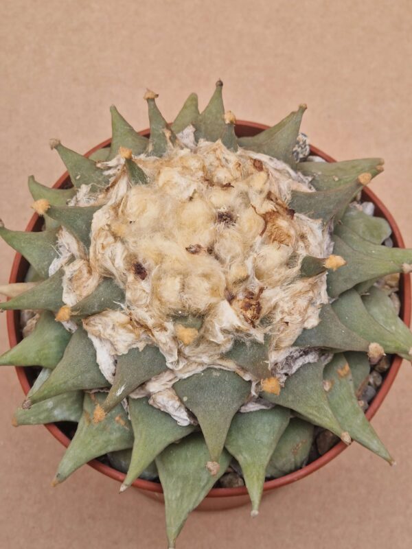 Ariocarpus furfuraceus