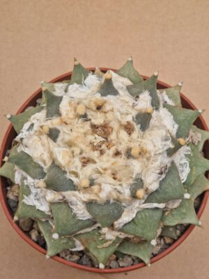 20260609_164238 Ariocarpus retusus