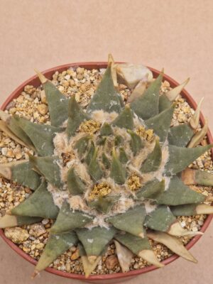 20260609_164303 Ariocarpus trigonus