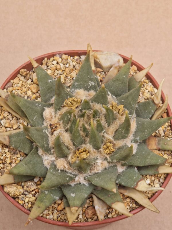 Ariocarpus trigonus