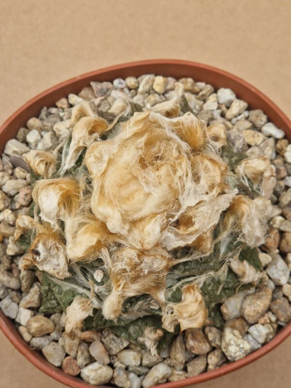 Ariocarpus fissuratus