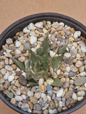 20260609_165233 Ariocarpus trigonus