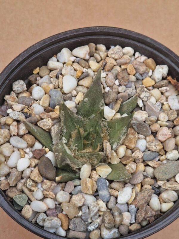 Ariocarpus trigonus