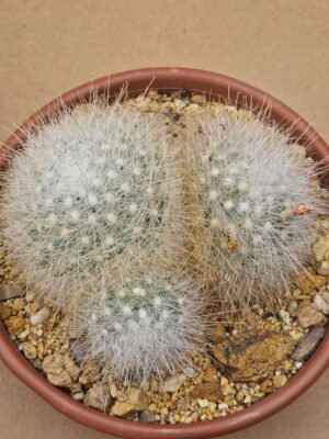 20260609_165246 Mamilopsis senilis