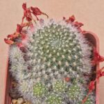 20260609_165858 Rebutia senilis