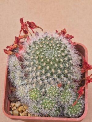 20260609_165858 Rebutia senilis