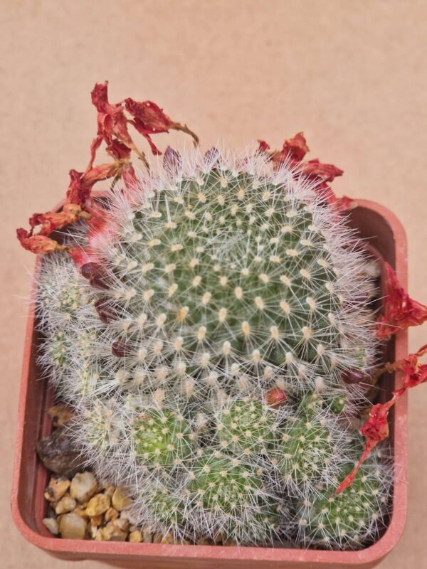 Rebutia senilis