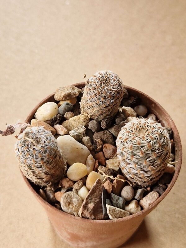 Aylostera albopectinata