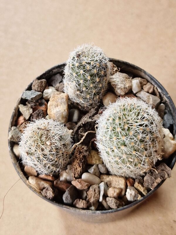 Aylostera albopectinata