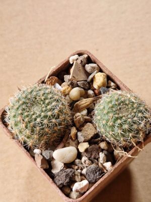 Aylostera walterii