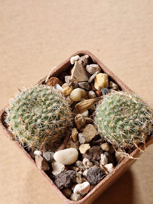 Aylostera walterii