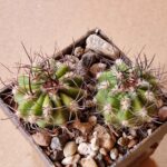 20260613_085632 Acanthocalycium macranthum