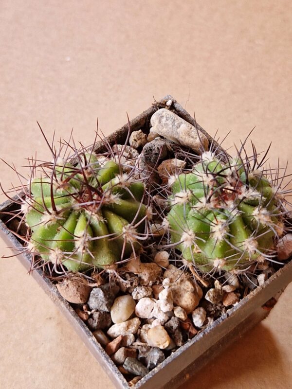 Acanthocalycium macranthum