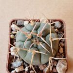 Gymnocalycium bayrianum