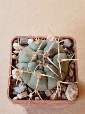 20260613_092053 Gymnocalycium bayrianum