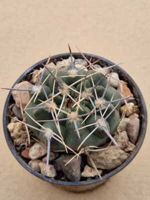 20260613_092850 Gymnocalycium bicolor