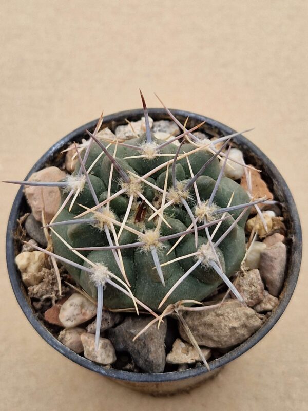 Gymnocalycium bicolor