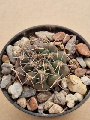 20260613_093530 Gymnocalycium bicolor