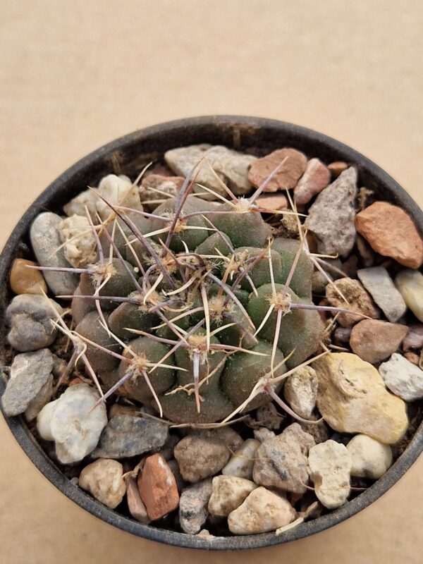 Gymnocalycium bicolor