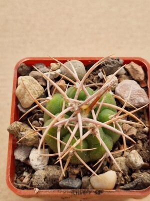20260613_094227 Gymnocalycium ferocior