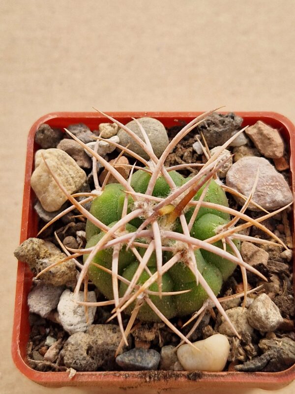 Gymnocalycium ferocior