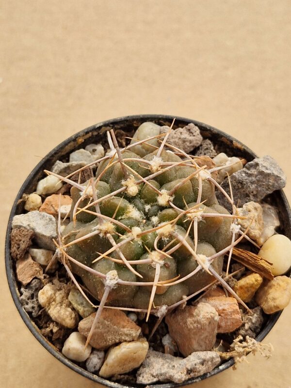 Gymnocalycium knolii
