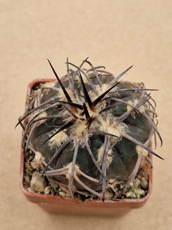 Gymnocalycium spegazzinii v recii