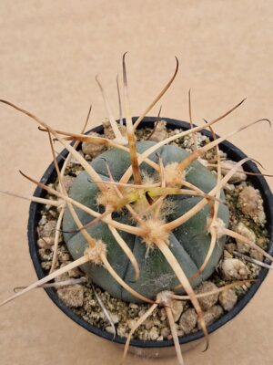 20260613_100833 Gymnocalycium armatum