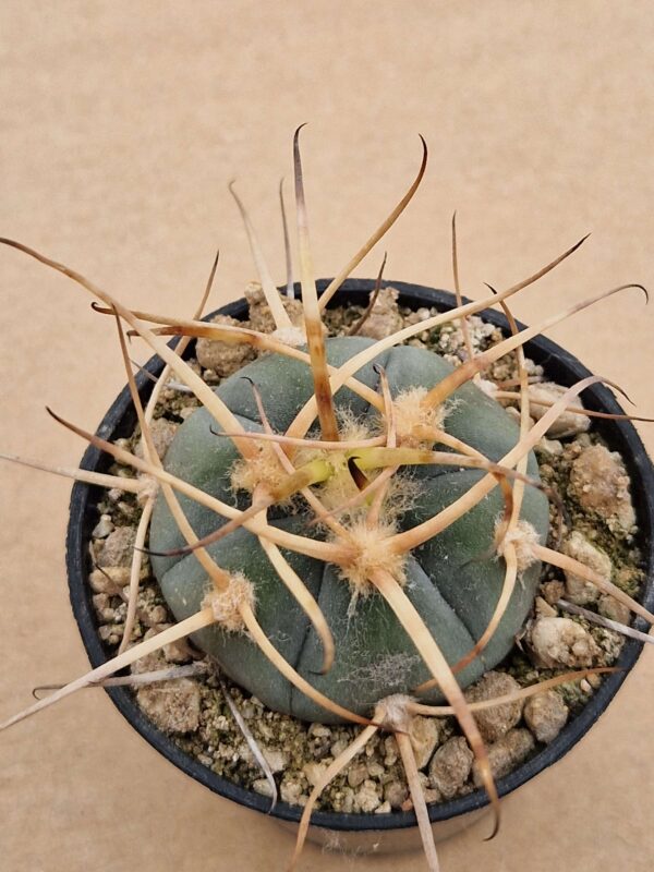 Gymnocalycium armatum