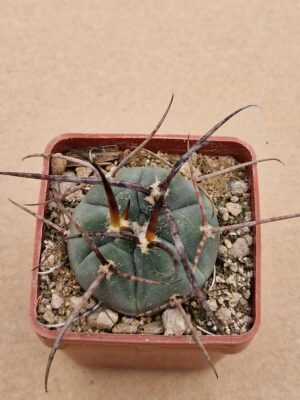 20260613_100851 Gymnocalycium armatum