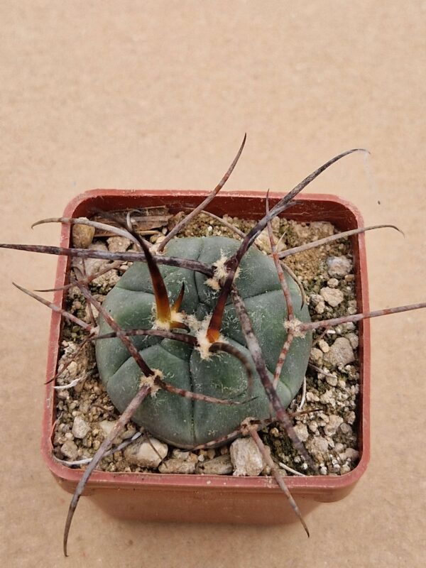 Gymnocalycium armatum