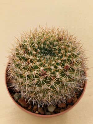 20260613_102334 Weingartia jarmilae