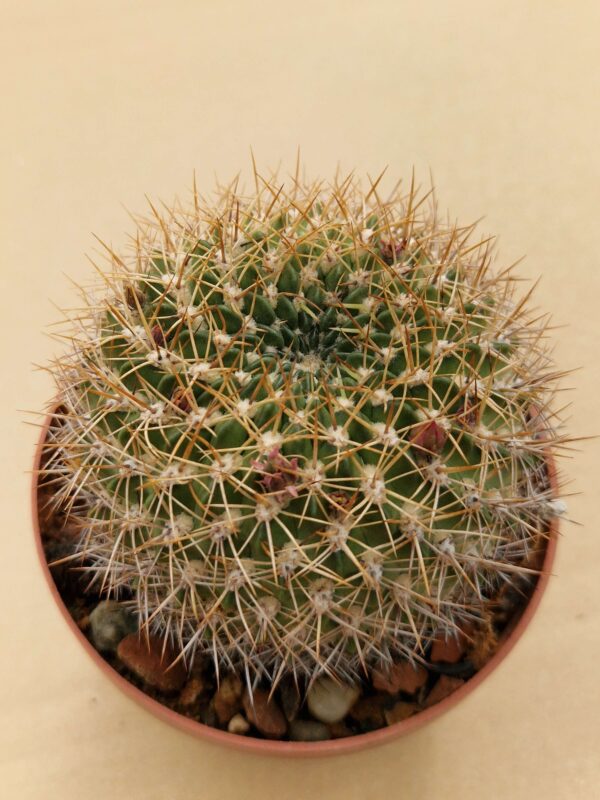 Weingartia jarmilae