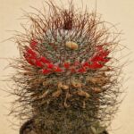20260613_102407 Mammillaria huitzilopochtli v niduliformis
