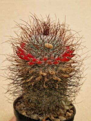 20260613_102407 Mammillaria huitzilopochtli v niduliformis