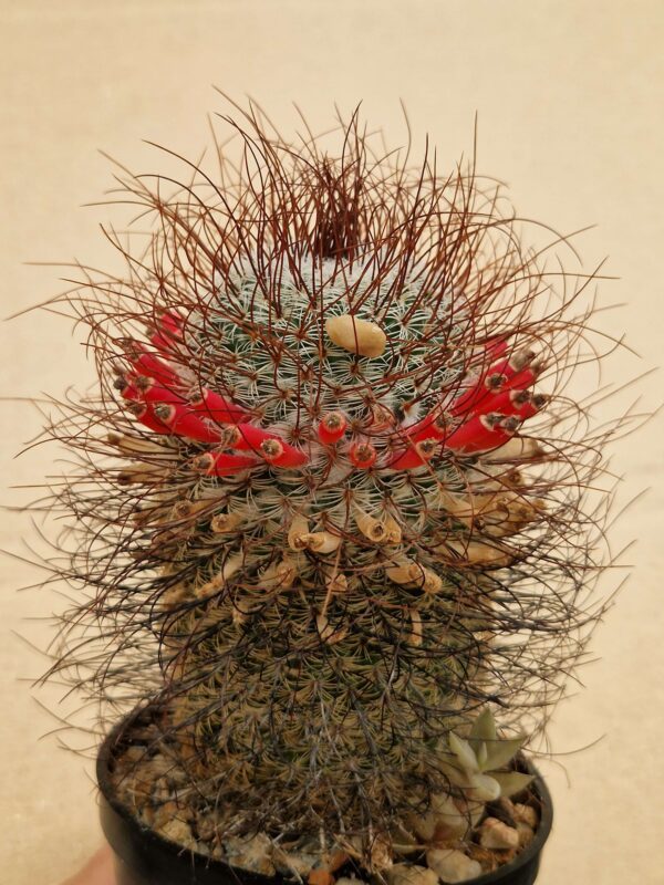Mammillaria huitzilopochtli v niduliformis