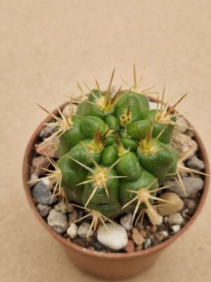 20260613_103611 Gymnocalycium horridispinum