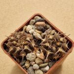 20260613_104311 Gymnocalycium piltziorum