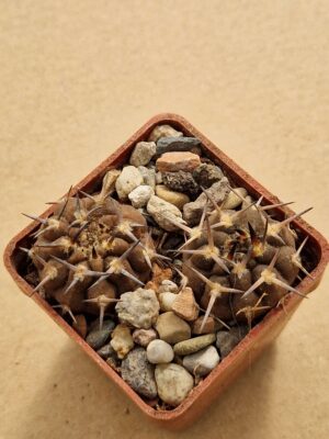 20260613_104311 Gymnocalycium piltziorum