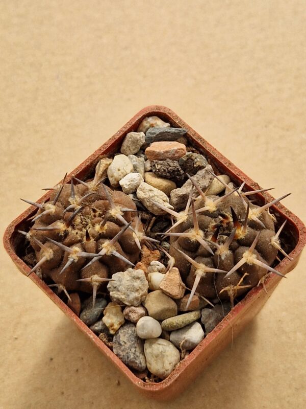 Gymnocalycium piltziorum