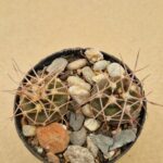 20260613_105426 Gymnocalycium rhodanthemum