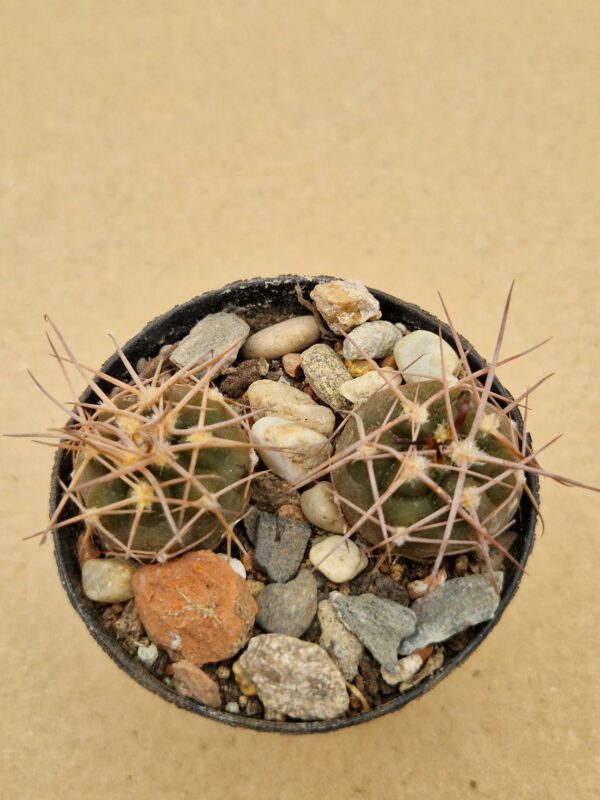 Gymnocalycium rhodanthemum
