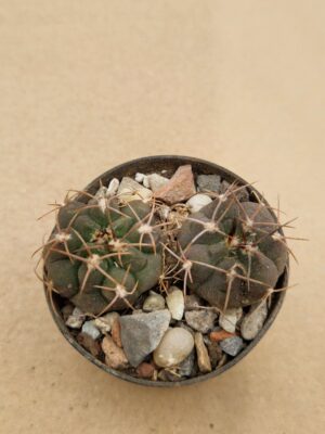 20260613_105436 Gymnocalycium rhodanthemum v recii