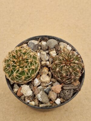 20260613_132920 Gymnocalycium stellatum