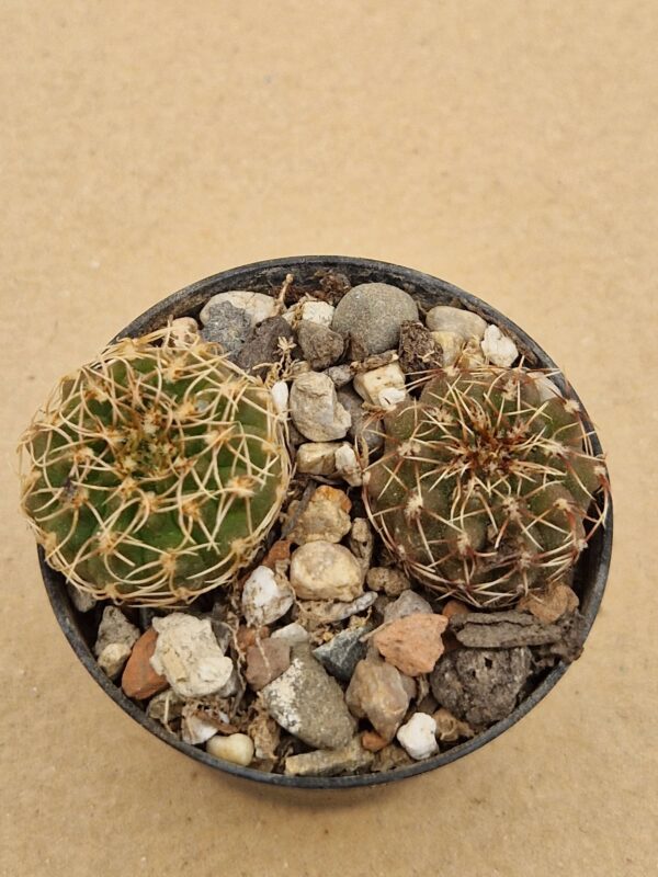 Gymnocalycium stellatum