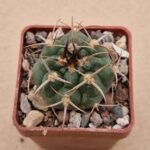 20260613_133754 Gymnocalycium tillianum