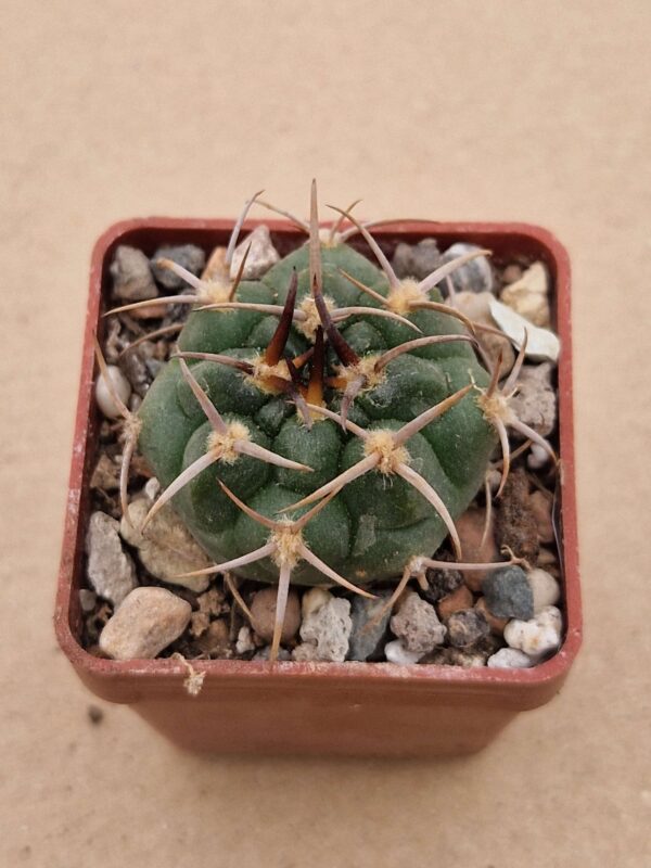 Gymnocalycium tillianum