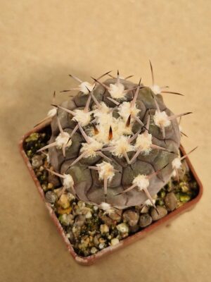 20260613_155659 Gymnocalycium mucidum